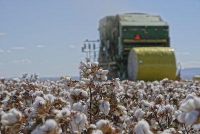 Sustainability Pima Cotton