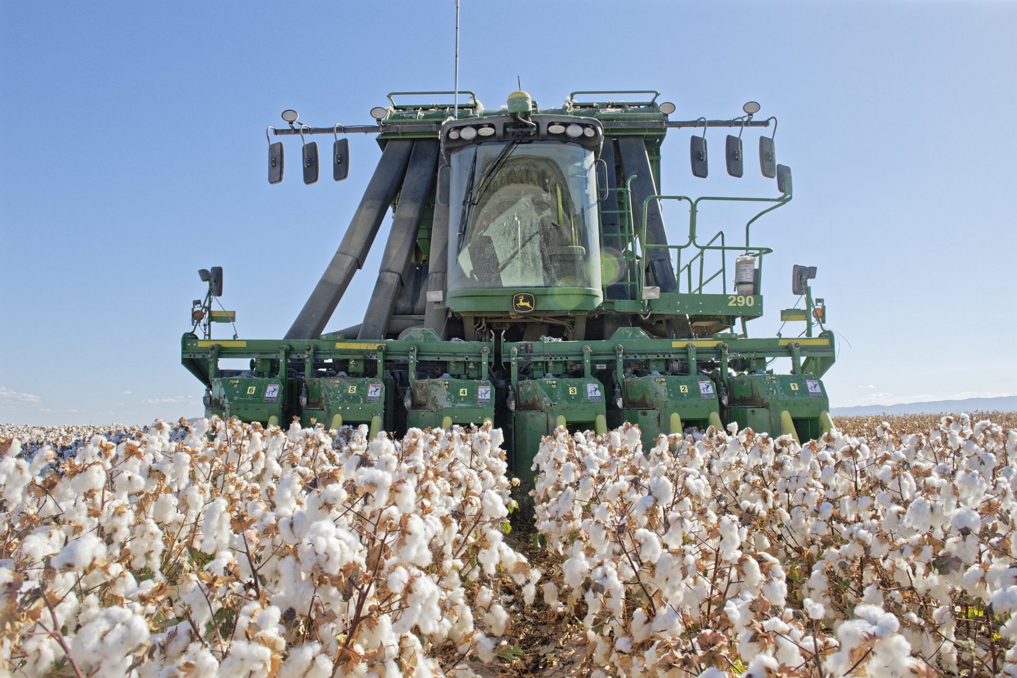 MEXPIMA Pima cotton sample